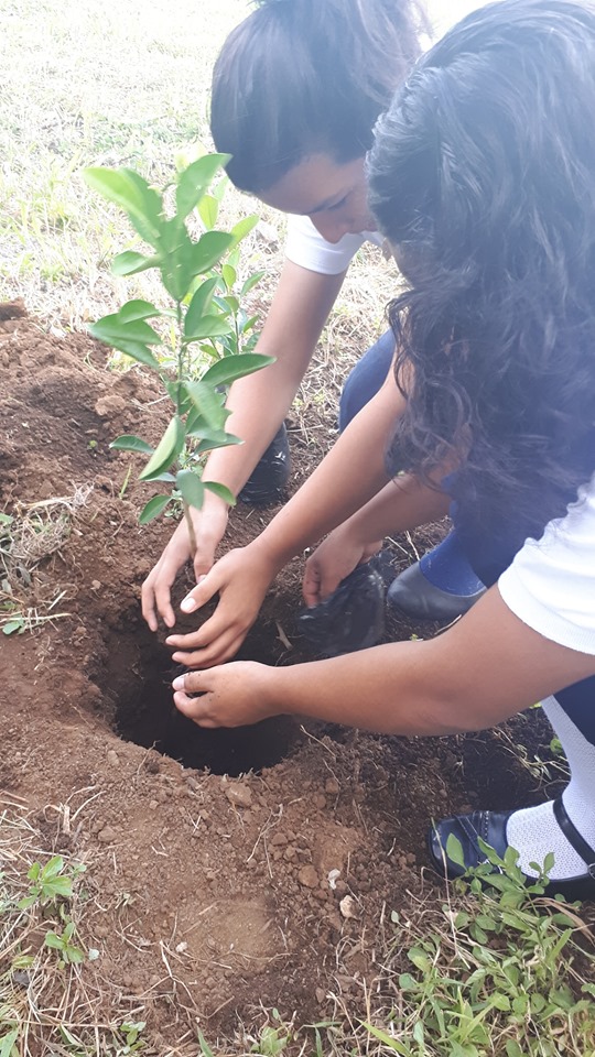 Cuidemos nuestros árboles porque ellos son vida. – CCN Blog