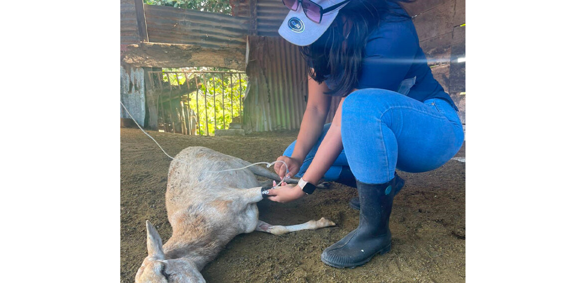 Prácticas Intersemestrales II – Medicina Veterinaria